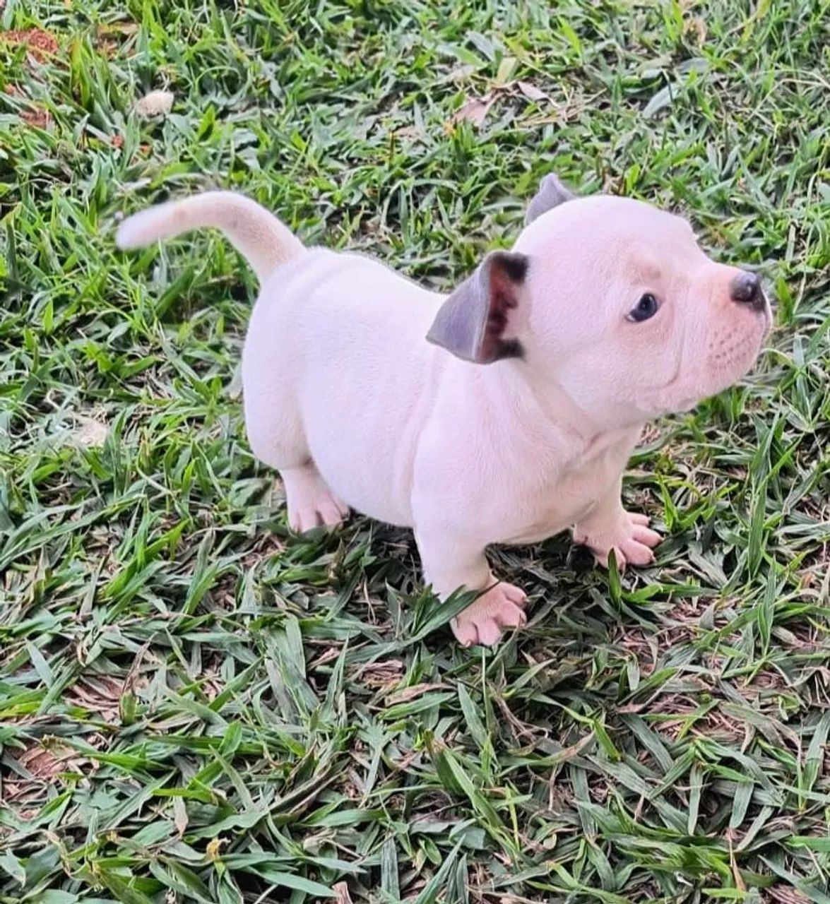 Meninas de American bully - Foto 5