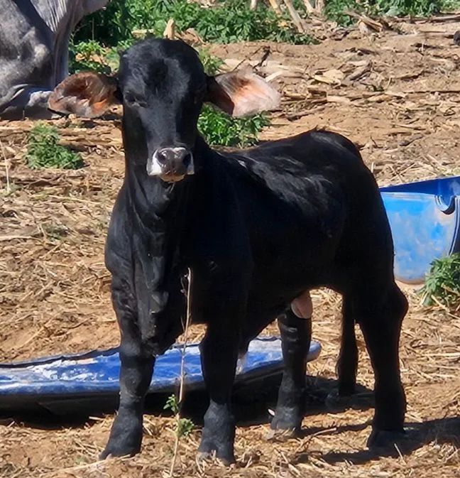 Mini Boi..