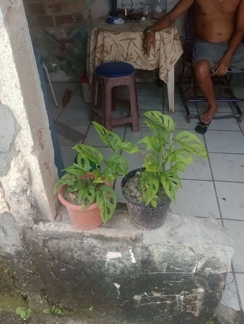 Vendo mudas de plantas  - Foto 4