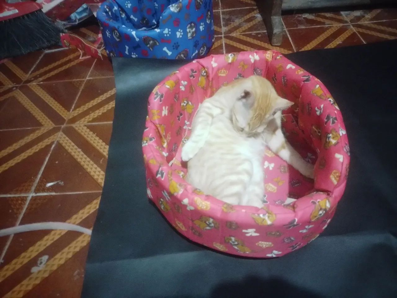 Cama Para Pets - Foto 2