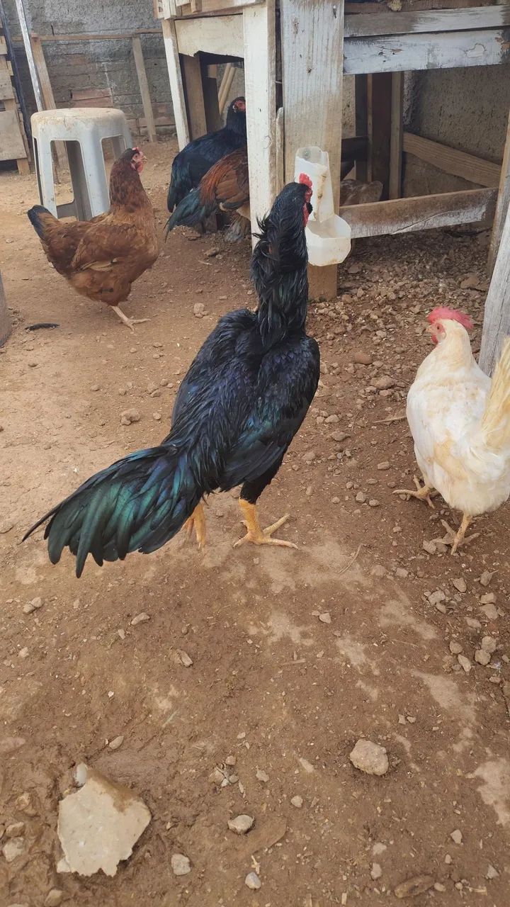 Aves saudáveis  - Foto 4