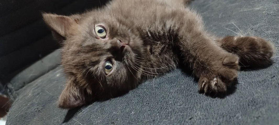 Gata persa exótico chocolate (Cor Rara) 56 dias - Foto 3