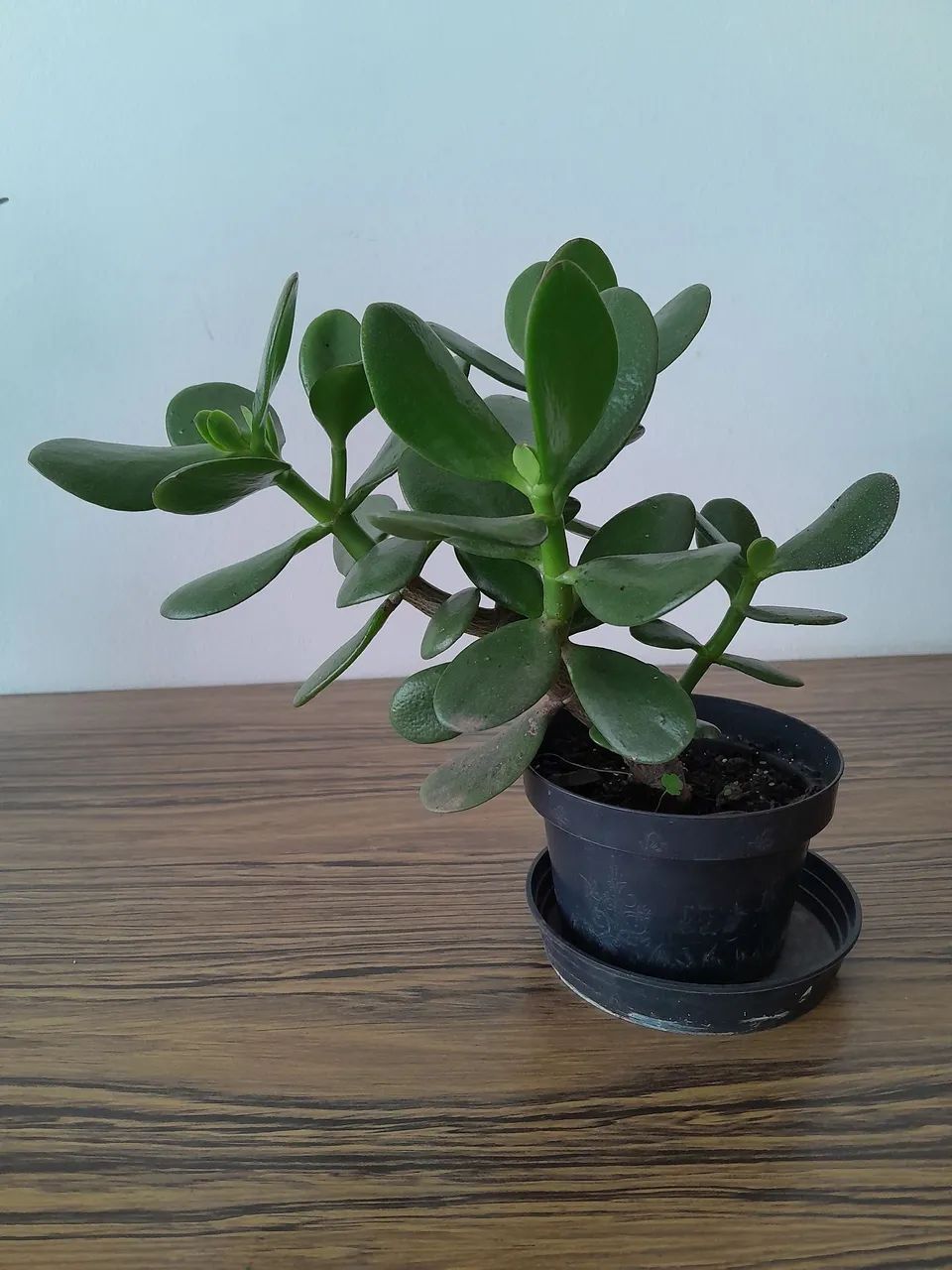 4 vasos com plantas Jade - Foto 3