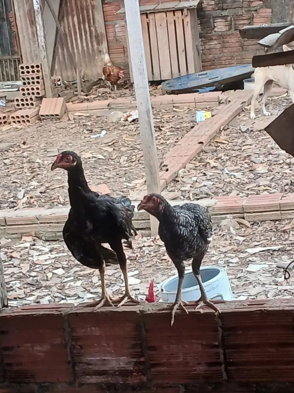 Vendo essas frangas e galinha  - Foto 5