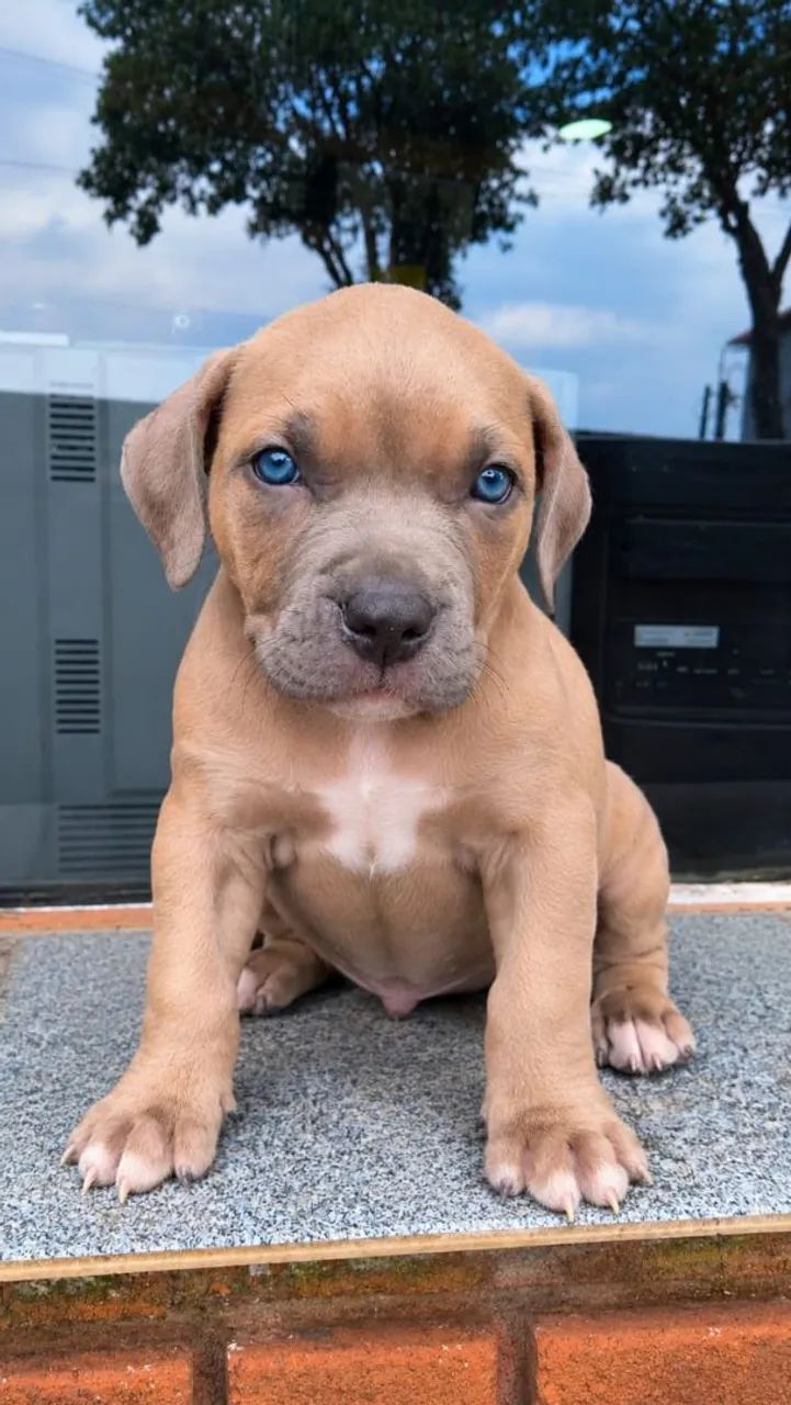 Filhotes de Pitbull