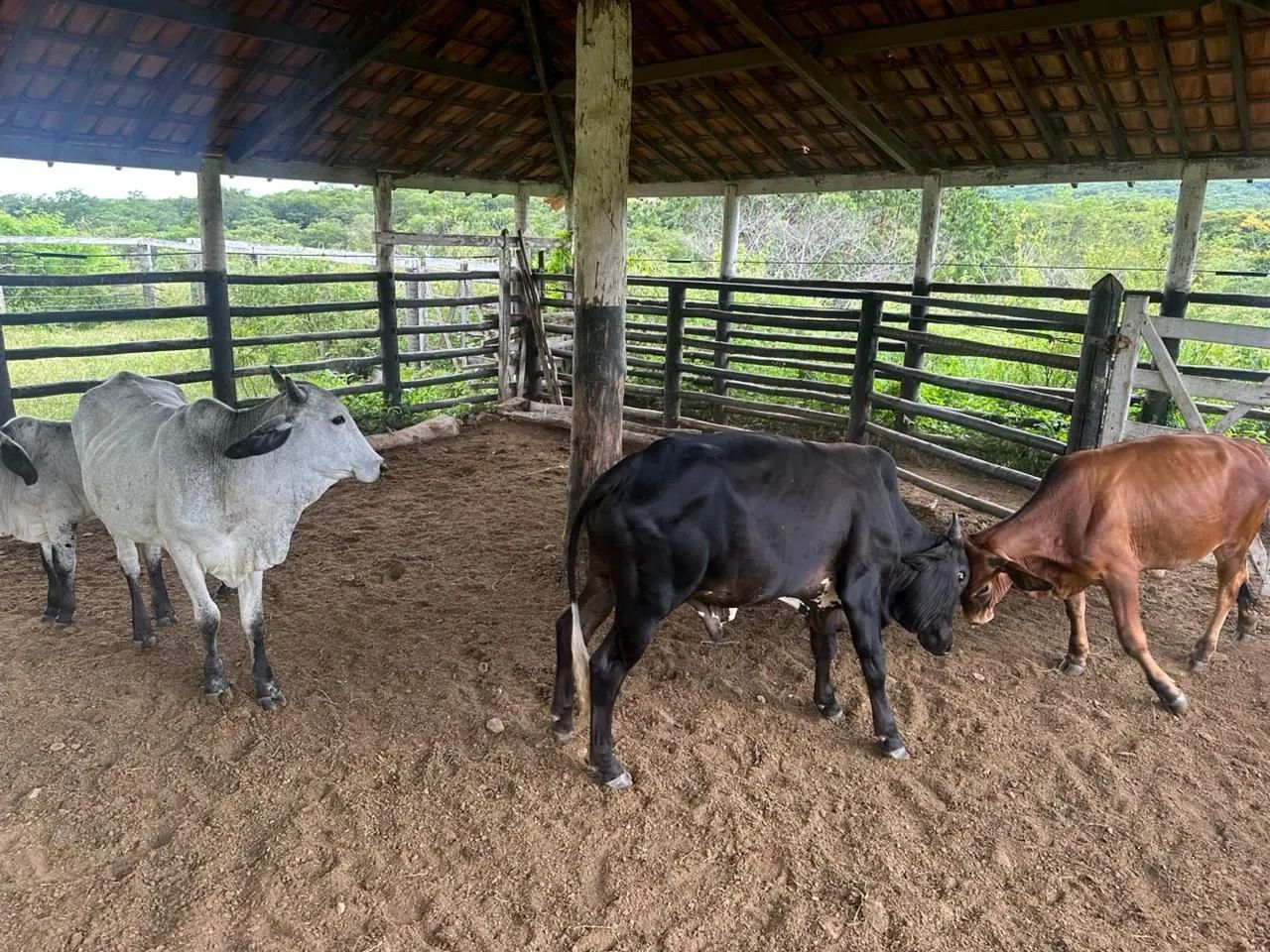 Lote de Gado ( vacas) - Foto 5