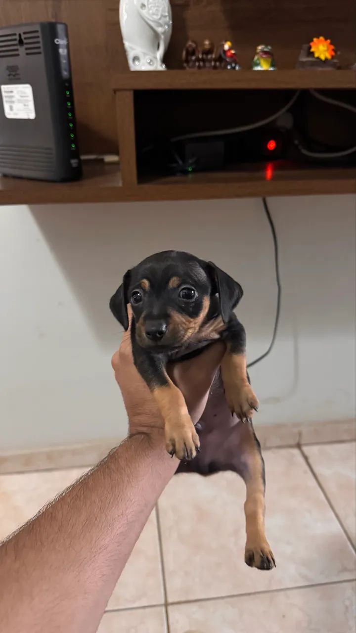 Pinscher macho - Foto 2