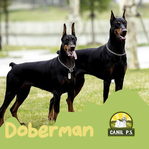 Doberman de alta genética e pedigre