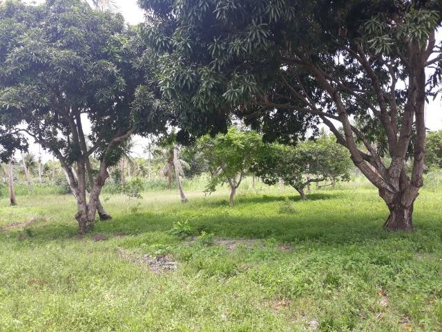 Oportunidade de Chácara, com 5,2 ha, há margem da RN 316, em Monte Alegre/RN - Foto 7