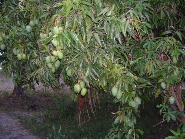 Fazenda em Dom Marcolino - Maxaranguape, RN - Foto 7
