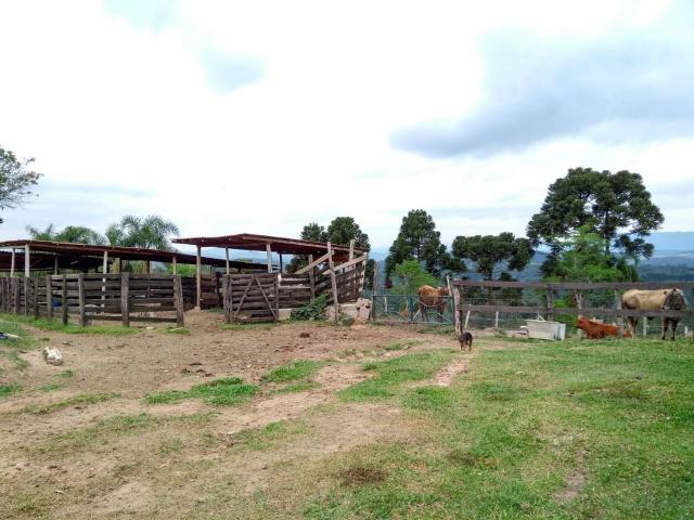 Chácara à venda em Sao silvestre, Campo largo cod:CH00001 - Foto 7