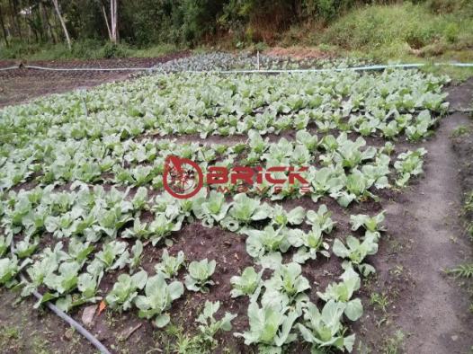 Sítio em teresópolis com cachoeira, nascente, terra para plantação e árvores frutíferas. - Foto 7