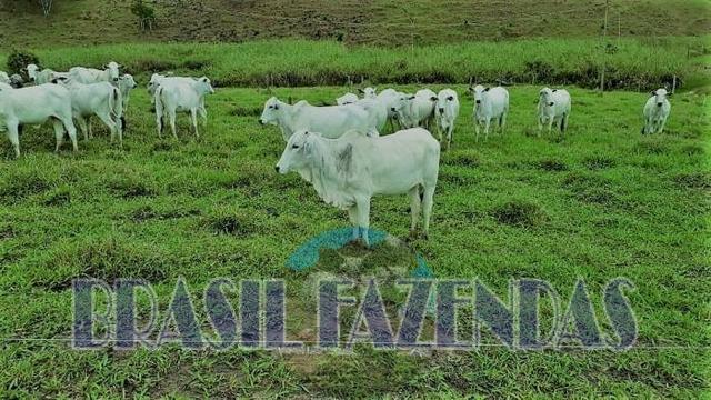 Fazenda em Itamaraju - Foto 4