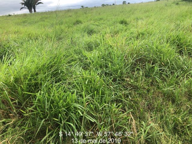 750 Hectares Pecuária de patrão em Mato Grosso-MT - Foto 3