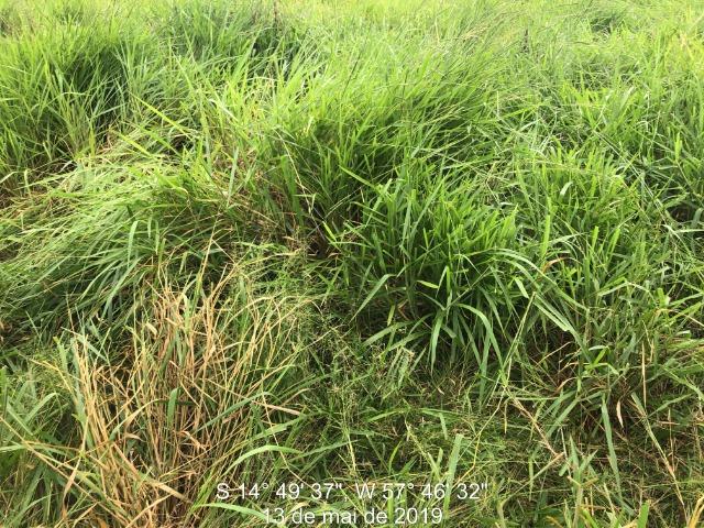 750 Hectares Pecuária de patrão em Mato Grosso-MT - Foto 4