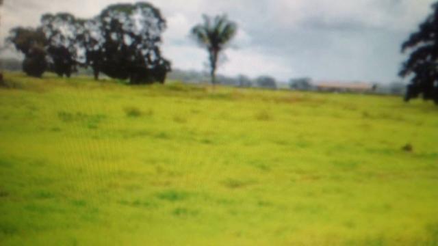 Fazenda de 87.945 hectares, em pocone no pantanal Mato-Grossense ! - Foto 9