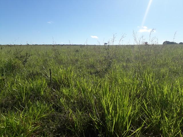 Fazenda com 784,77 hectares entre Jangada e Rosário Oeste - Foto 10