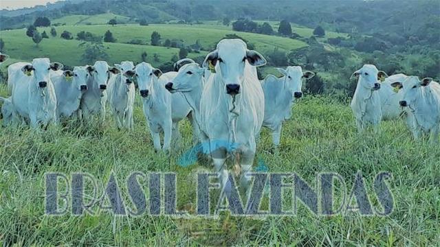 Fazenda em Itamaraju - Foto 6