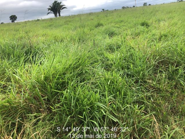 750 Hectares Pecuária de patrão em Mato Grosso-MT - Foto 5