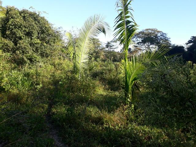 Fazenda 866 Hectares apos 35 km da Agrovila das Palmeiras - Foto 14