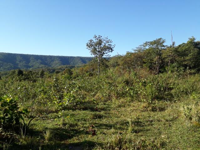 Fazenda 866 Hectares apos 35 km da Agrovila das Palmeiras - Foto 13