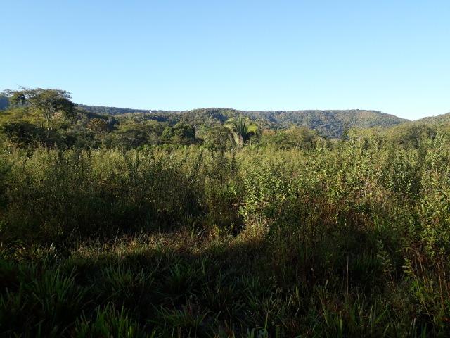 Fazenda 866 Hectares apos 35 km da Agrovila das Palmeiras - Foto 8