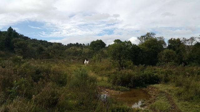 Terreno de 30.000m2 para chácara em Campo Alegre - Foto 14