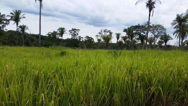 Vendo Fazenda de 1702 hectares no Leste do Maranhão - Foto 14