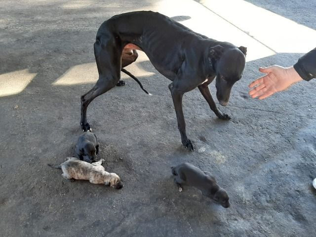 Filhotes de galgo puro - Foto 2