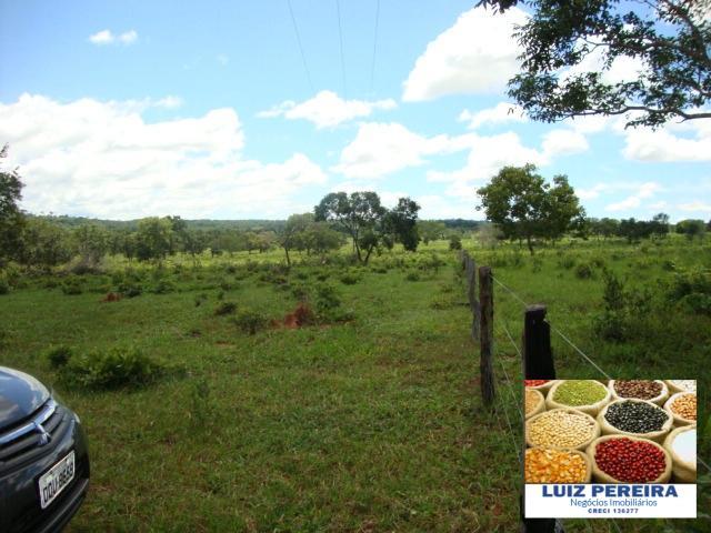 FAZENDA A VENDA de 100 HECTARES EM TERENOS - MS - (Pecuária) - Foto 4