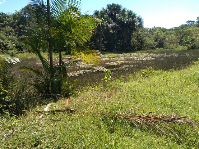 R$350 mil reais 17 hectares em Castanhal -Pa com casa boa de alvenaria - Foto 12