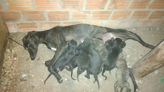 Filhotes de galgo puro - Foto 3