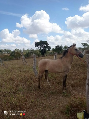 Lindo potro a venda 