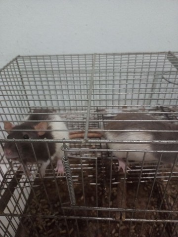 Ratos mais gaiola  - Foto 2
