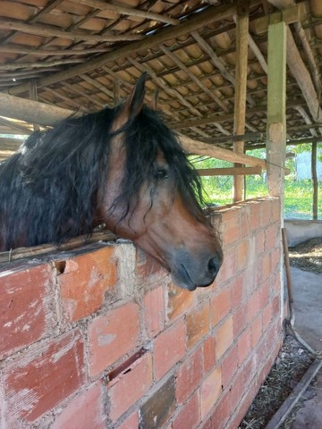 Vende-se este cavalo 