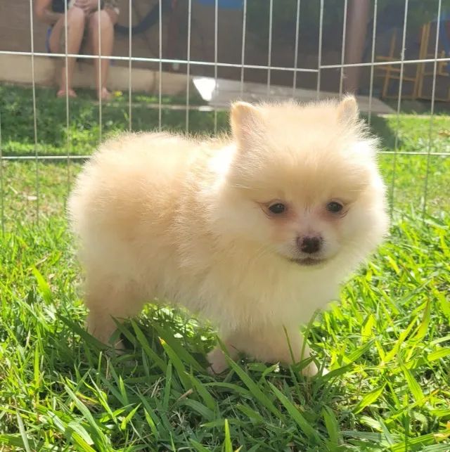 Sptiz alemão macho - pedigree CBKC - poarcelp em até 10x - Foto 3