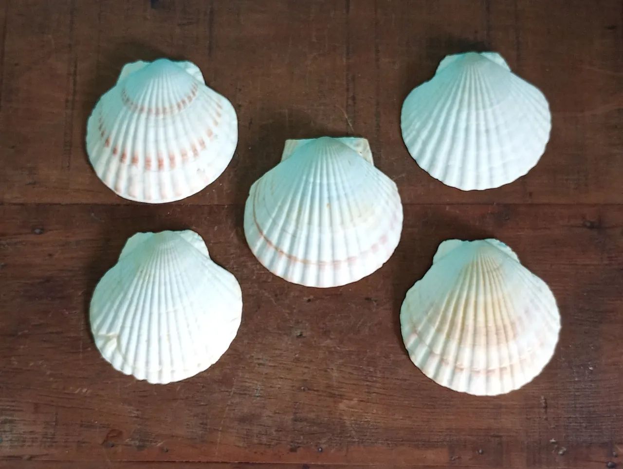Lote com 5 Conchas Naturais Estilo Shell - Japão 