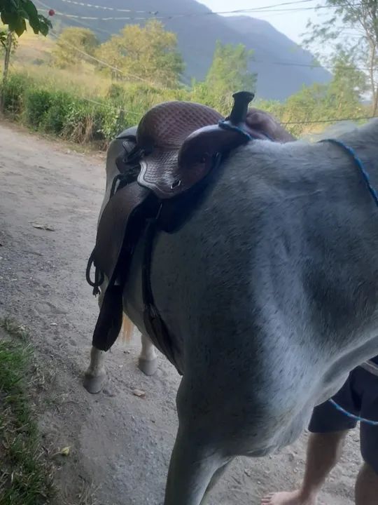 Cavalo bom de montar - Foto 5