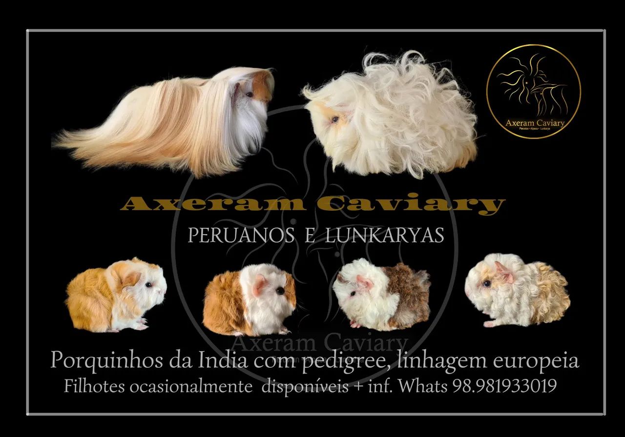 Porquinhos da Índia com pedigree 