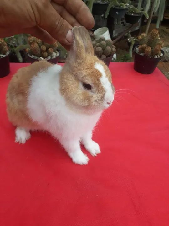 Mini Coelho anão netherland holandês  - Foto 2