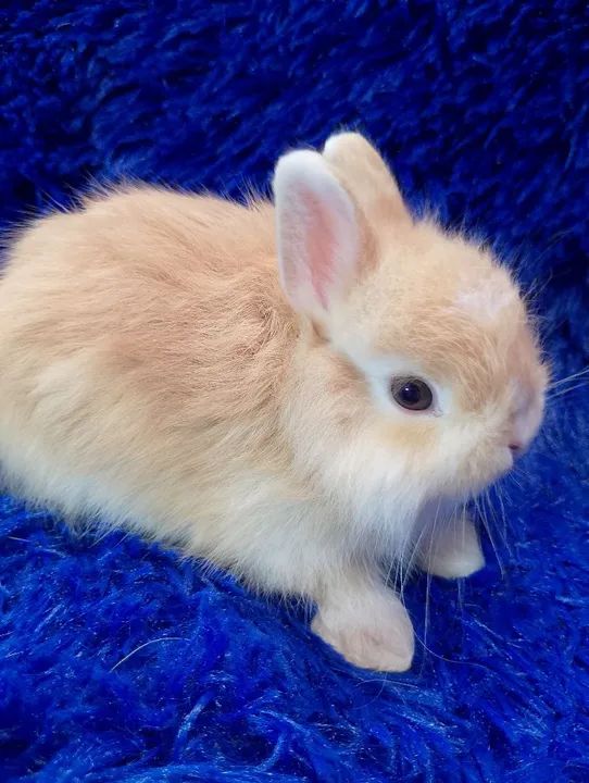 Coelho anão Jersey wooly (raça super rara)350$ aceitamos cartão  - Foto 2