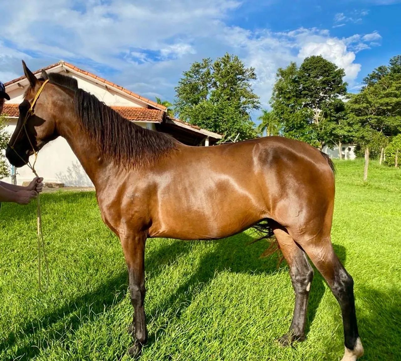Égua Mangalarga Paulista Registrada ! Manda
