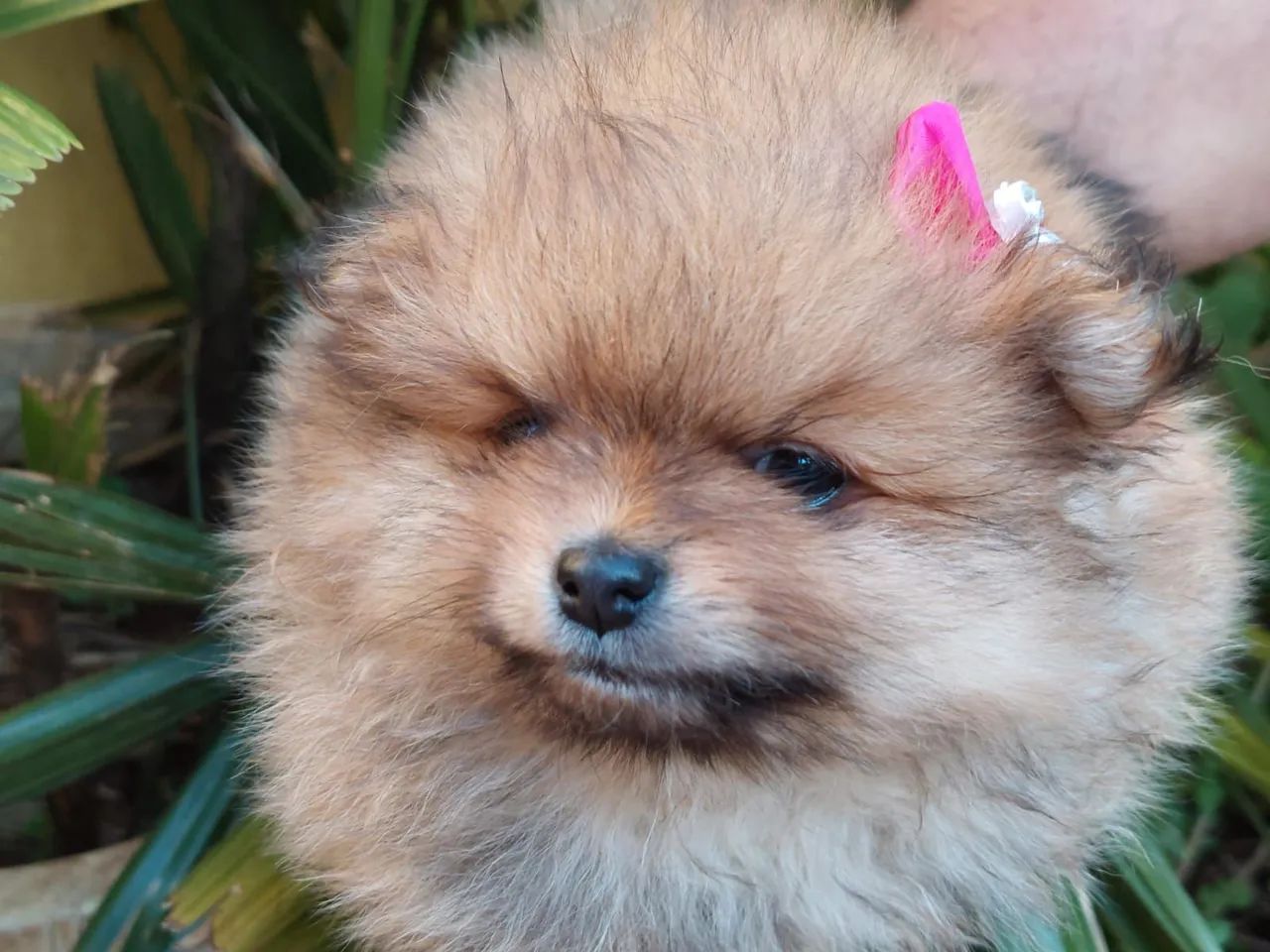 Spitz macho e fêmea 