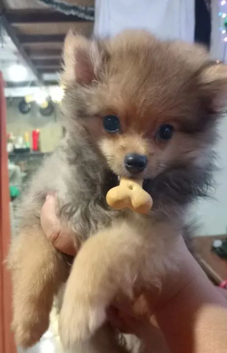 Filhote de Spitz Alemão - Foto 2