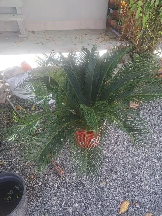 Cycas  de jardim  ! - Foto 2