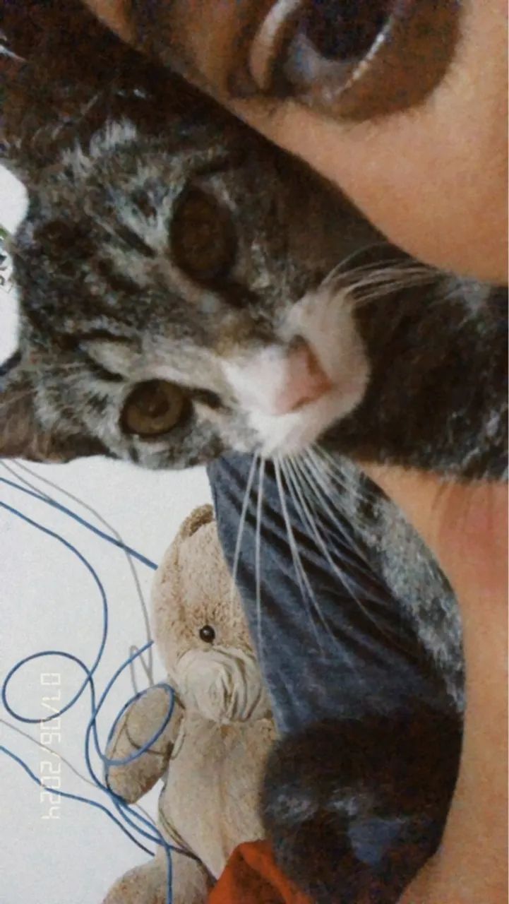 Doação de gato - Foto 5