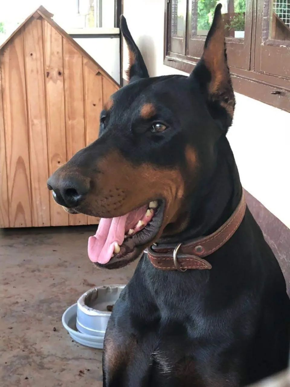 Doberman nova ninhada - Foto 2