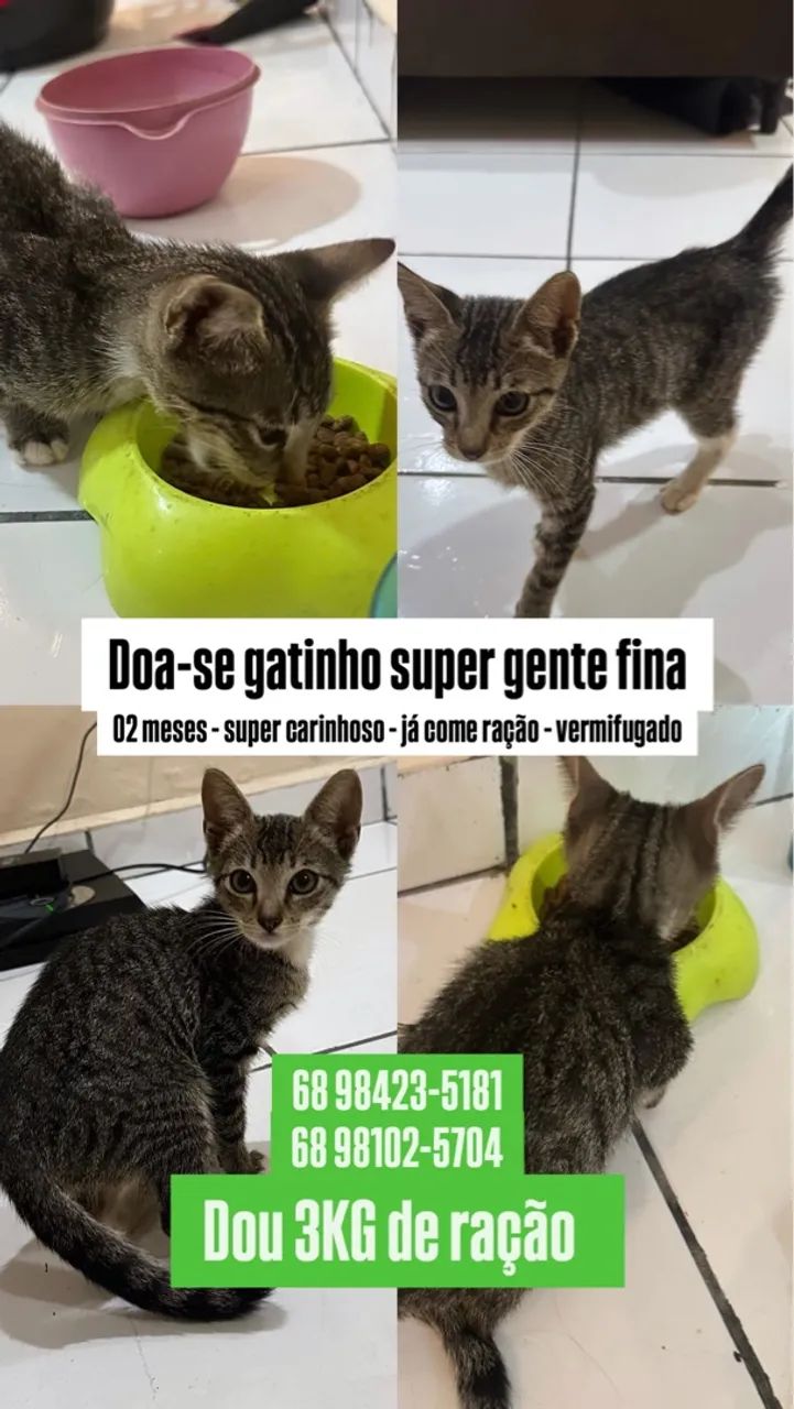 Doa-se gatinho vermífugado e dou ração 