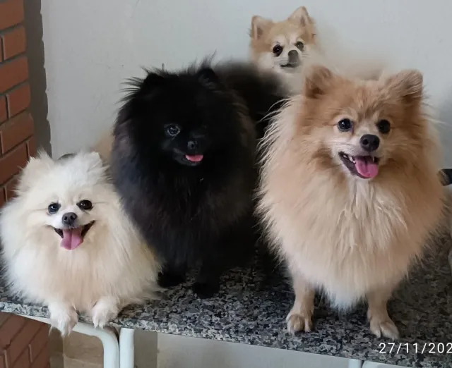 Filhotes de Lulu da Pomerânia Disponíveis! Mineiros-Go