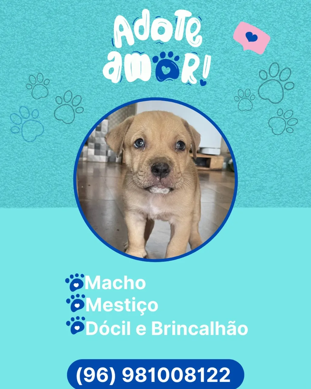 Cachorro para adoção - Docile e Brincalhão